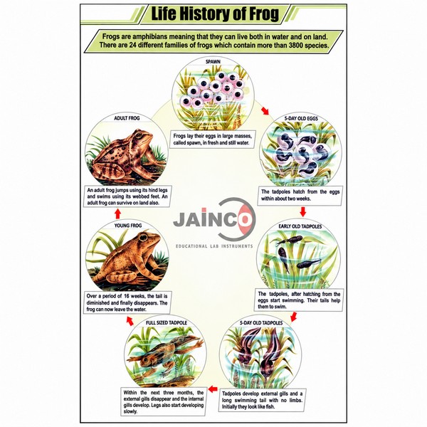 Life History of Frog Chart